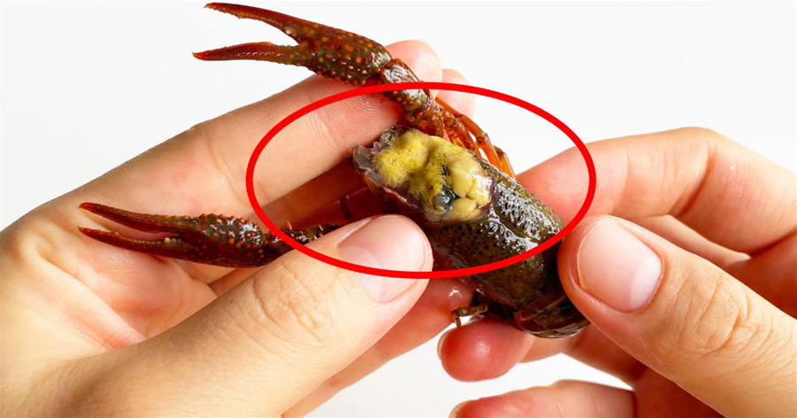 小龍蝦的蝦黃是「精華」還是「屎」？很多人都不懂，看完漲知識了