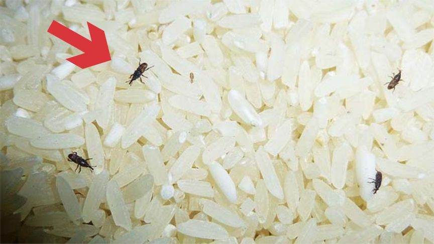 你家大米還長米蟲？試下這個方法，消滅米蟲簡單又快速